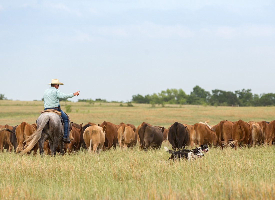 Contact - View of a Cowboy Riding a Horse as he and his Border Collie Dogs Herd a Group of Cattle Grazing on a Prairie