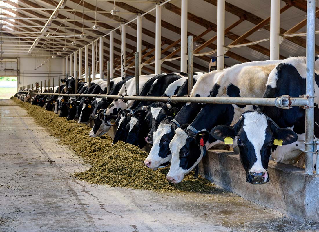 Farm Insurance - View Inside a Barn Feedlot with a Row of Dairy Cows Eating Grain