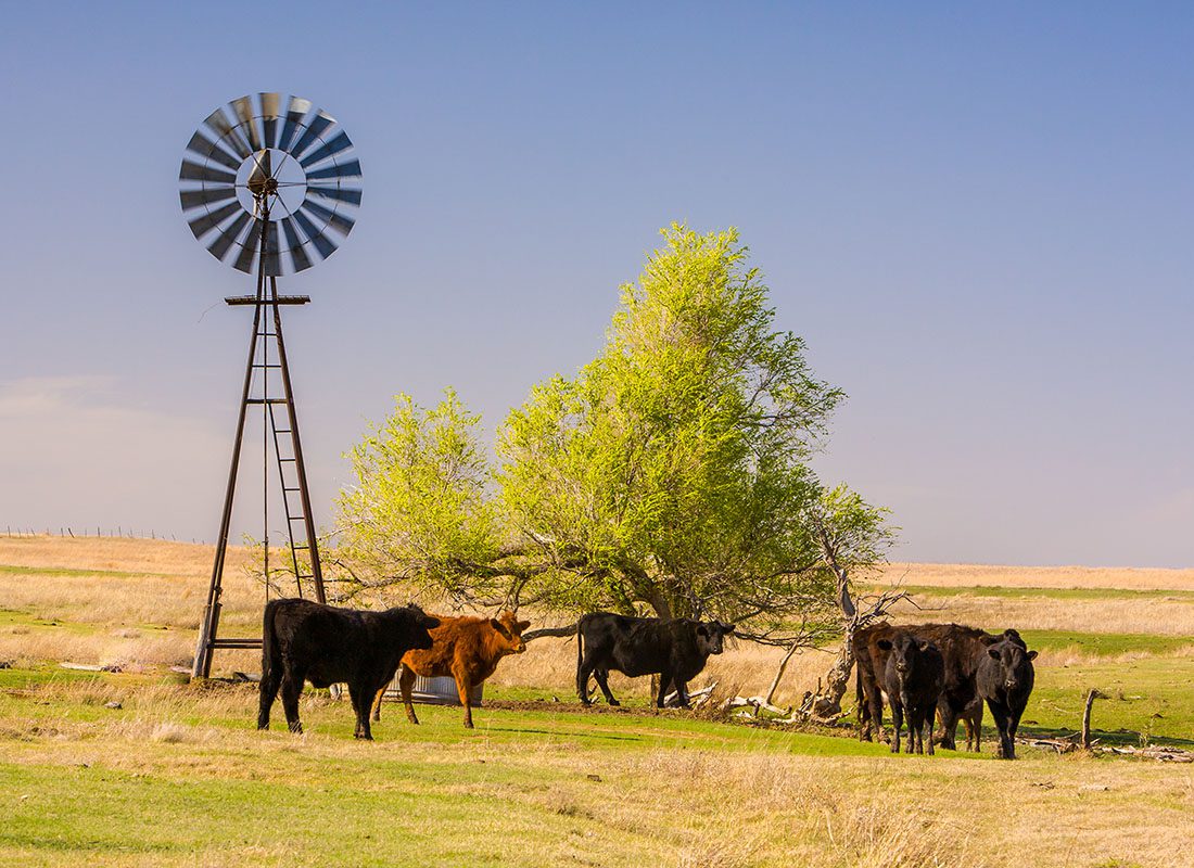 Pasture, Rangeland, Forage Insurance - Small Herd of Cows Grazing on Open Pasture Next to a Windmill