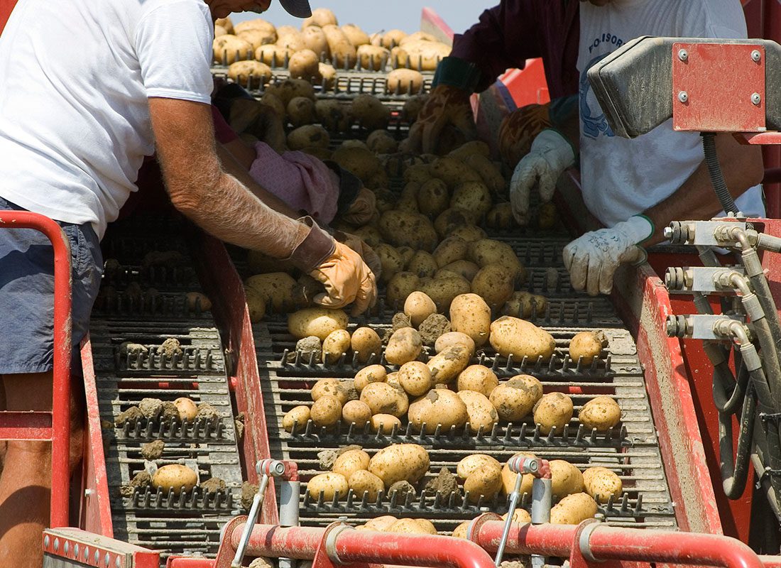 Workers' Compensation Insurance - View of Farmers Inspecting and Picking Through Potatoes Harvested on Their Farm